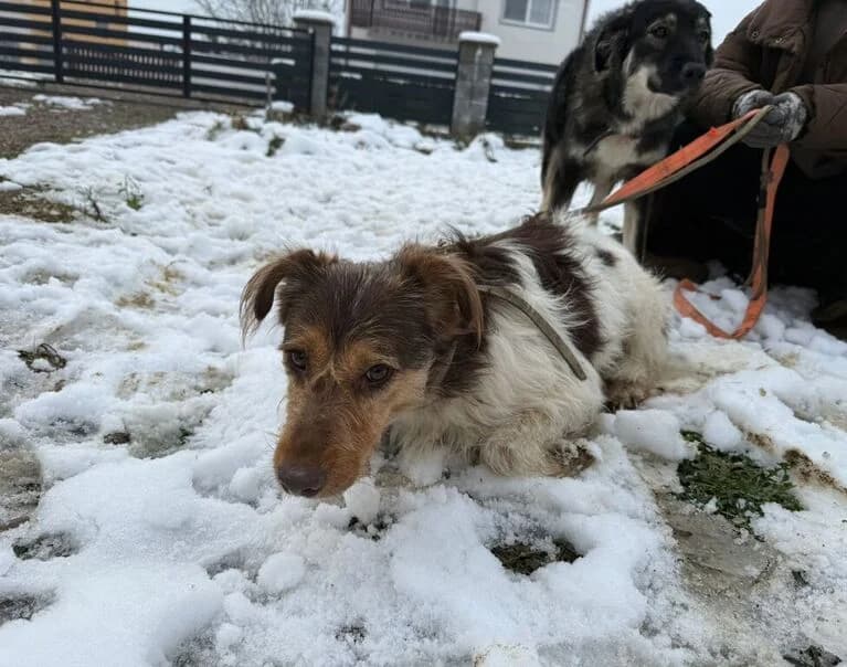 Zaly, female senior Mixed Breed for adoption at Hund sucht Hütte