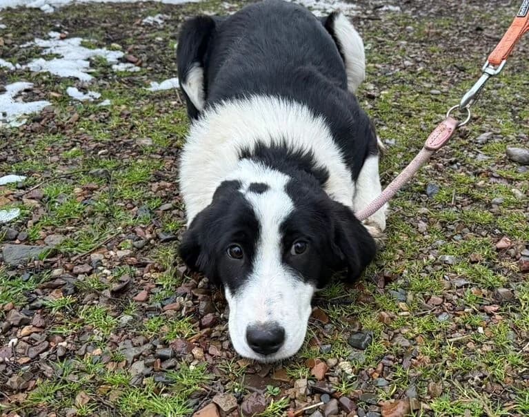 Boba, female senior Mixed Breed for adoption at Hund sucht Hütte