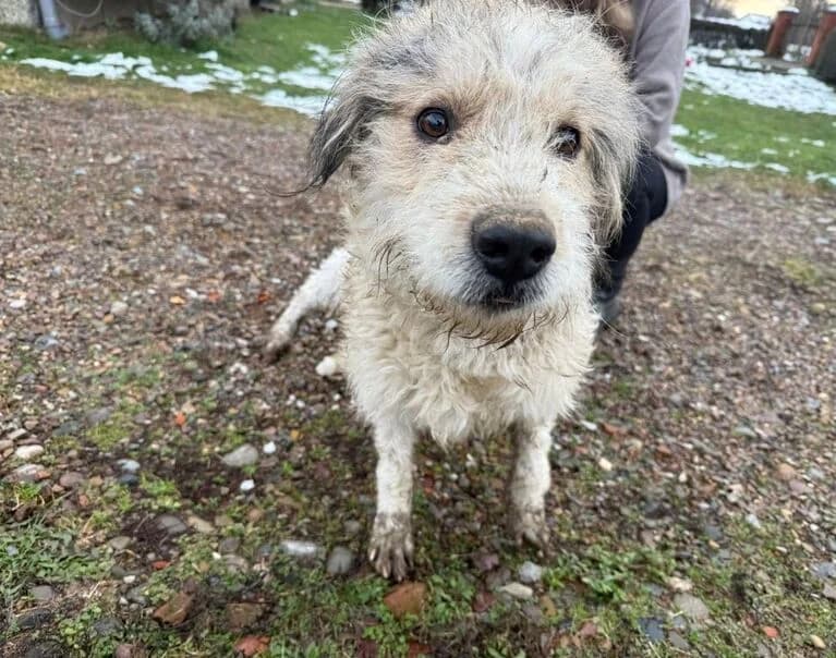 Strolchi, male senior Mixed Breed for adoption at Hund sucht Hütte