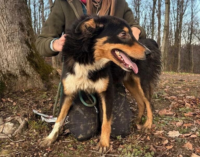 Rudolf, 3yo Mixed Breed for adoption at Hund sucht Hütte