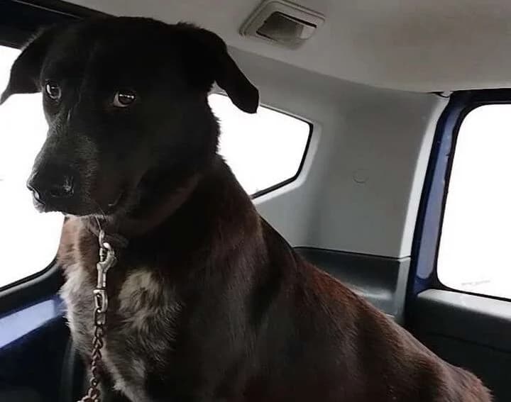 Byorn, male 3yo Mixed Breed for adoption at Hund sucht Hütte
