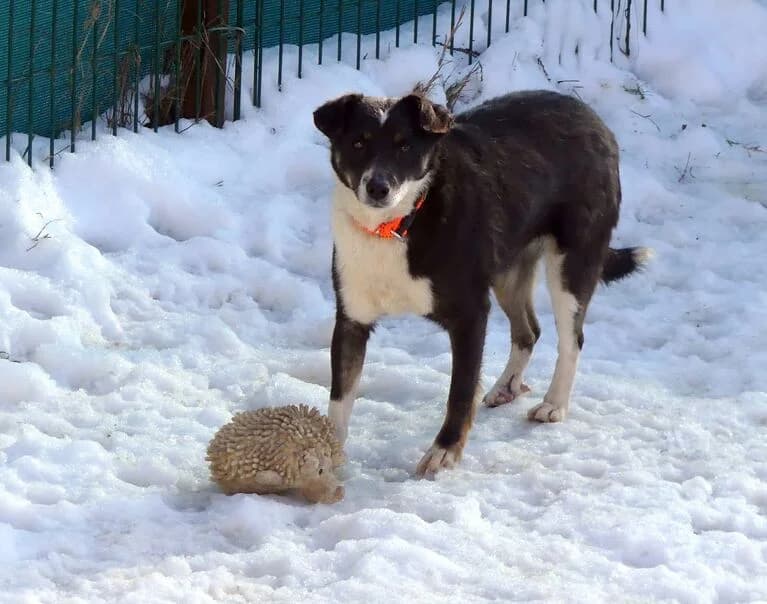 Luma, female 5yo Mixed Breed for adoption at Hund sucht Hütte
