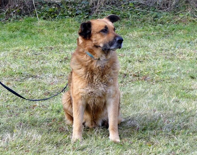 Nicholas, male 7yo Mixed Breed for adoption at Hund sucht Hütte