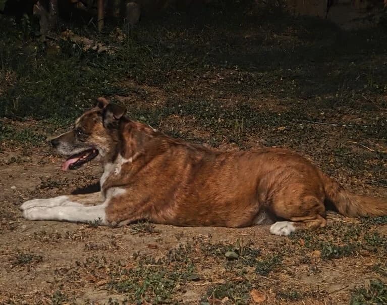 Roky, senior Mixed Breed for adoption at Hund sucht Hütte