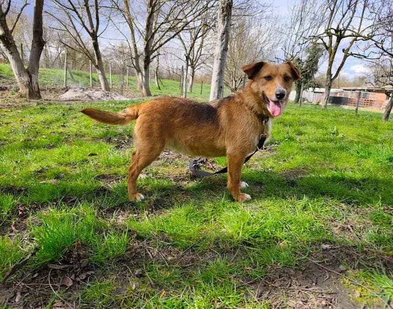 Dorina, young Mixed Breed for adoption at Hund sucht Hütte