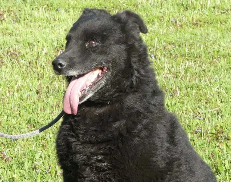 Zara, female senior Mixed Breed for adoption at Hund sucht Hütte