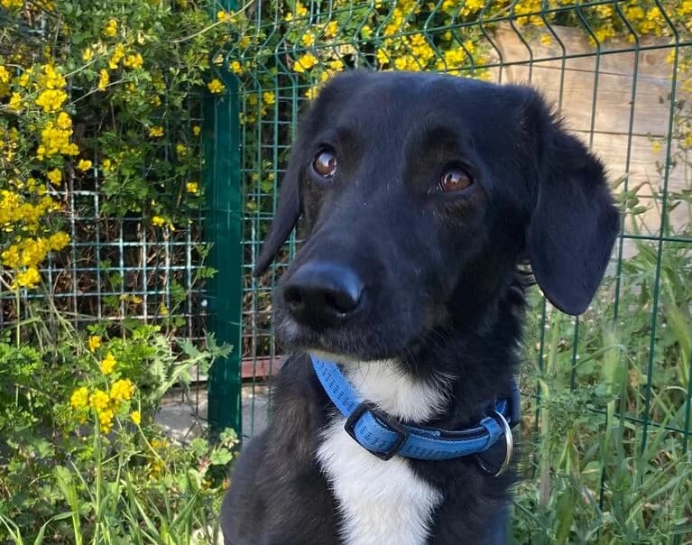 Barry, 3yo Mixed Breed for adoption at Hund sucht Hütte