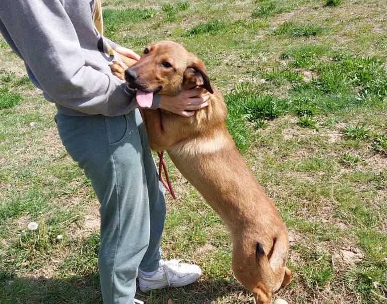 Orka, female young Mixed Breed for adoption at Hund sucht Hütte