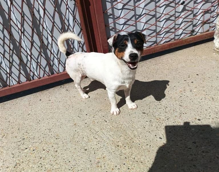 Billie, 3yo Mixed Breed for adoption at Hund sucht Hütte