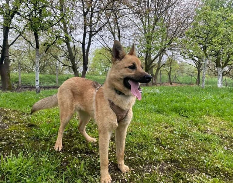 Rea, female Mixed Breed for adoption at Hund sucht Hütte
