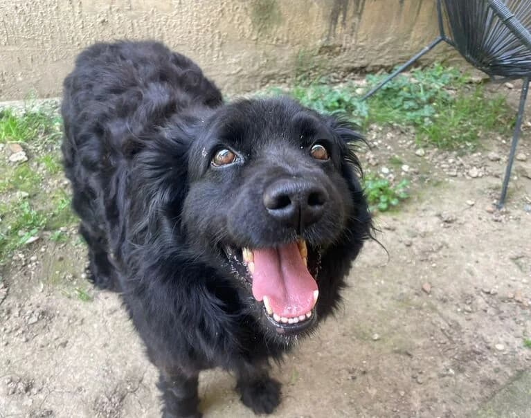 Rea, female senior Mixed Breed for adoption at Hund sucht Hütte