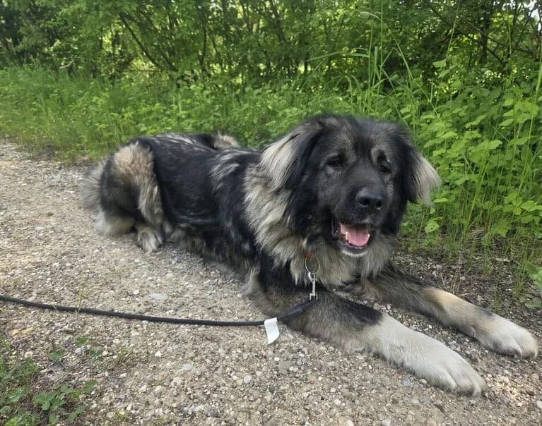 Zana, female young Mixed Breed for adoption at Hund sucht Hütte