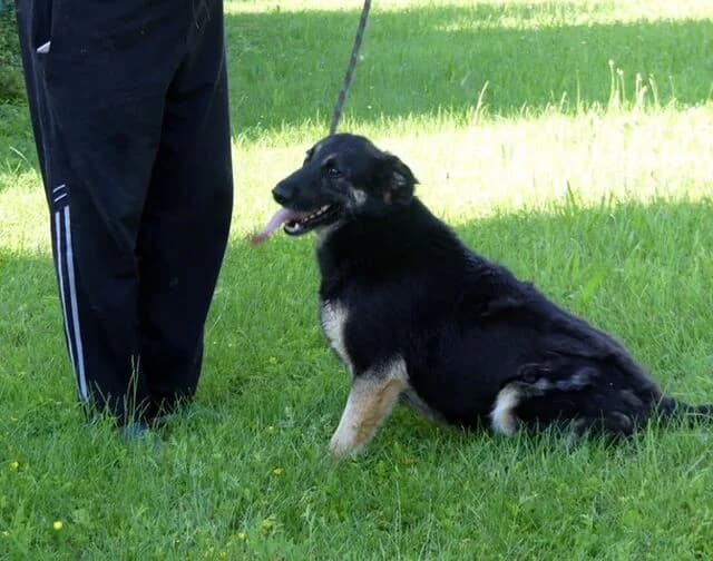 Dea, female 5yo Mixed Breed for adoption at Hund sucht Hütte