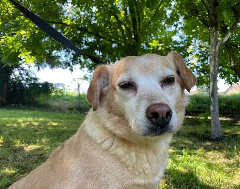 Tonka, female 4yo Mixed Breed for adoption at Hund sucht Hütte