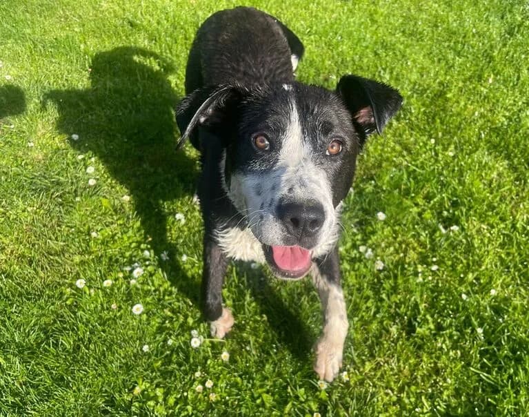 Nika, female young Mixed Breed for adoption at Hund sucht Hütte