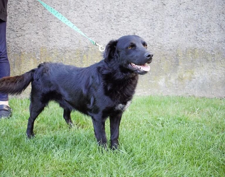 Argo, male young Mixed Breed for adoption at Hund sucht Hütte