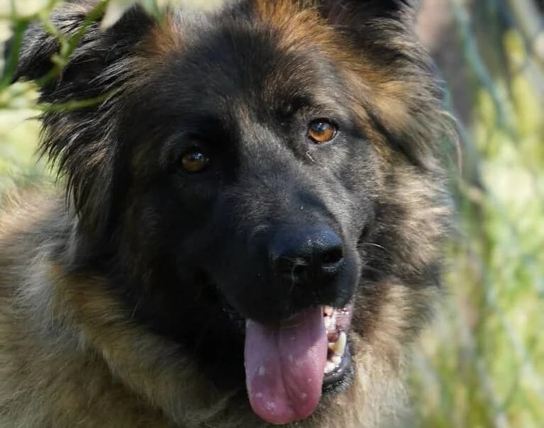 Zola, female Mixed Breed for adoption at Hund sucht Hütte