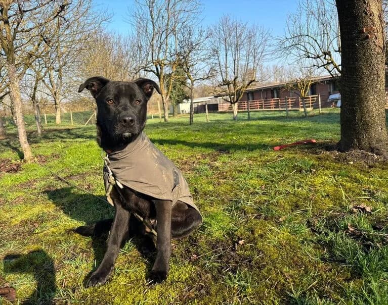 Apollo, male young Mixed Breed for adoption at Hund sucht Hütte