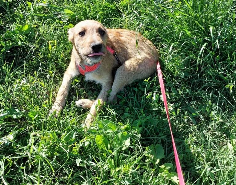 Alba, female puppy Mixed Breed for adoption at Hund sucht Hütte