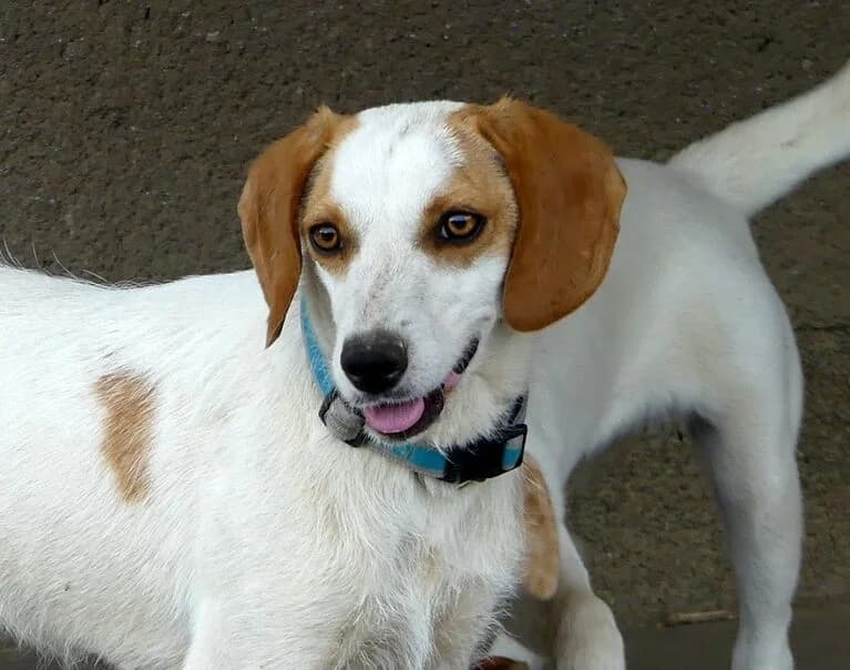 Nola, female puppy Mixed Breed for adoption at Hund sucht Hütte