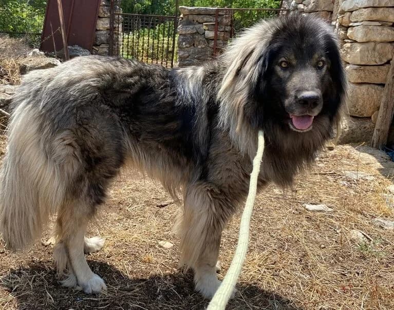 Medo, male 4yo Mixed Breed for adoption at Hund sucht Hütte