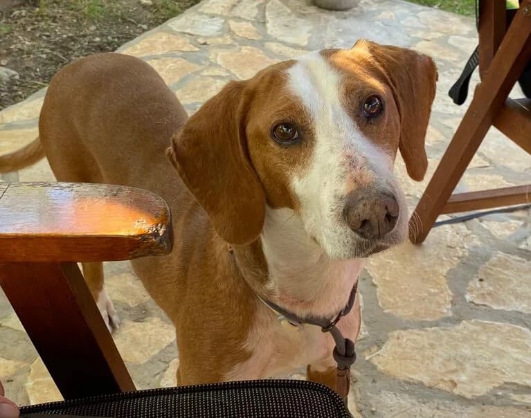 Mango, male 5yo Mixed Breed for adoption at Hund sucht Hütte