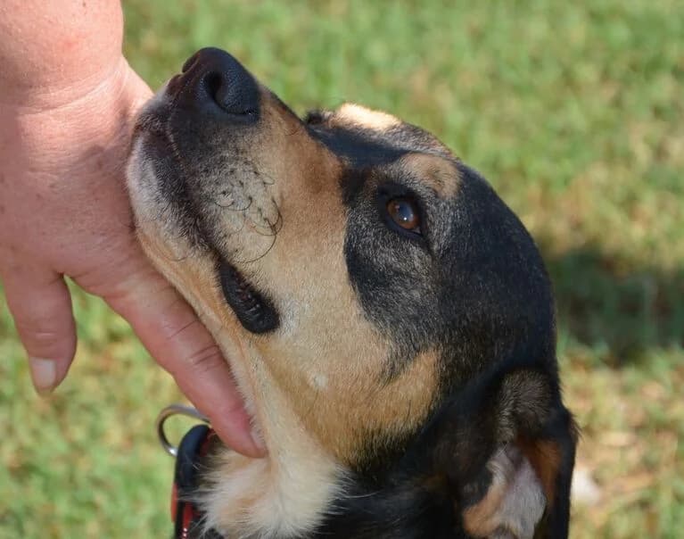 Fico, male Mixed Breed for adoption at Hund sucht Hütte