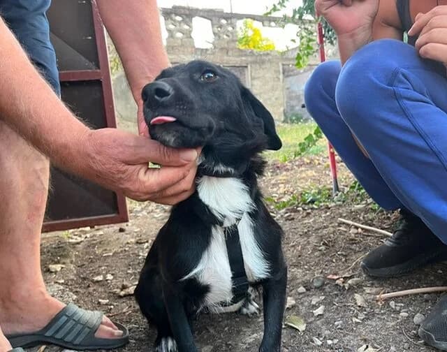 Luna, female young Mixed Breed for adoption at Hund sucht Hütte