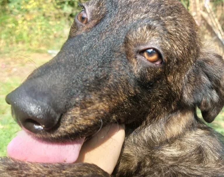 Twix, male puppy Mixed Breed for adoption at Hund sucht Hütte