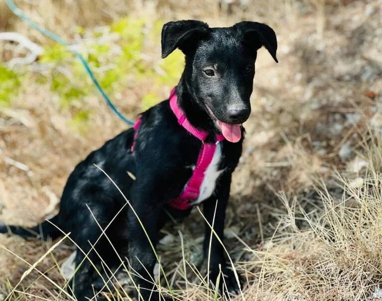 Rollo, male puppy Mixed Breed for adoption at Hund sucht Hütte
