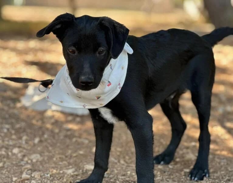 Rene, male puppy Mixed Breed for adoption at Hund sucht Hütte