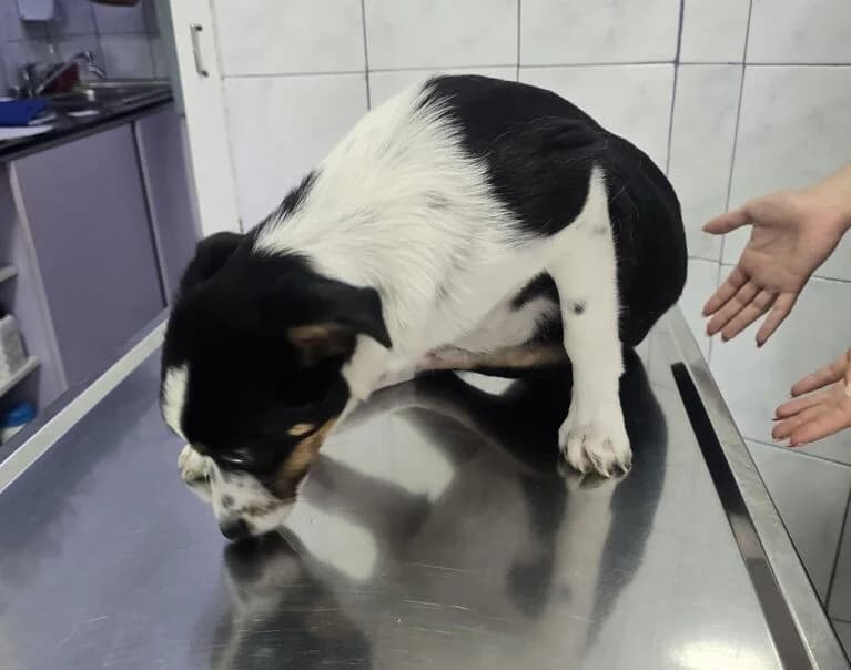 Asher, male Mixed Breed for adoption at Hund sucht Hütte