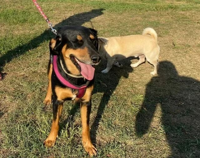 Molly, female young Mixed Breed for adoption at Hund sucht Hütte