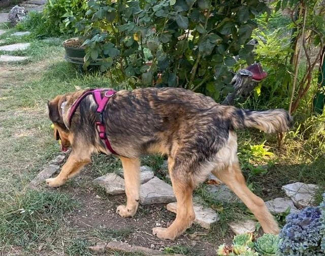 Nogy, male puppy Mixed Breed for adoption at Hund sucht Hütte