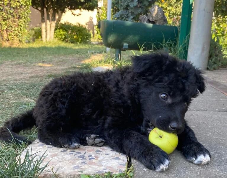 Betty, female puppy Mixed Breed for adoption at Hund sucht Hütte