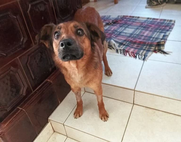 Lucky, male Mixed Breed for adoption at Hund sucht Hütte