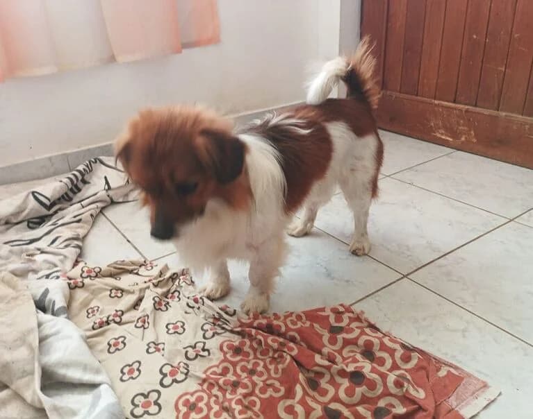 Oskar, male Mixed Breed for adoption at Hund sucht Hütte
