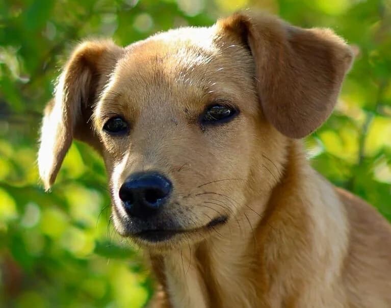 Nala, female puppy Mixed Breed for adoption at Hund sucht Hütte