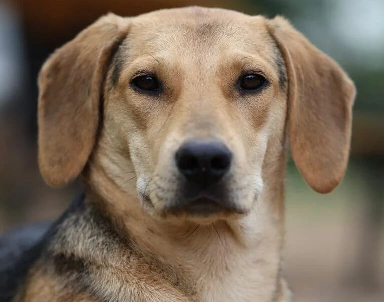 Greta, female puppy Mixed Breed for adoption at Hund sucht Hütte