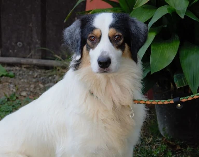 Viola, female puppy Mixed Breed for adoption at Hund sucht Hütte