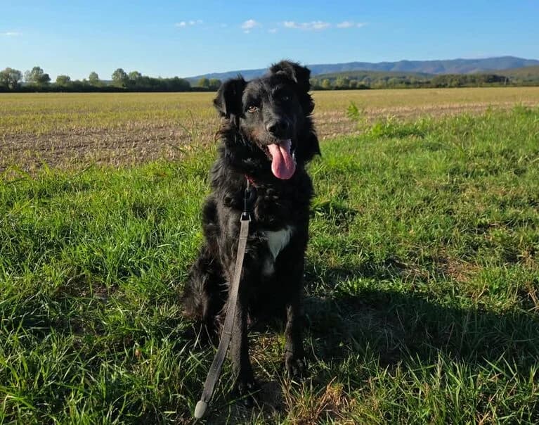 Edo, male Mixed Breed for adoption at Hund sucht Hütte