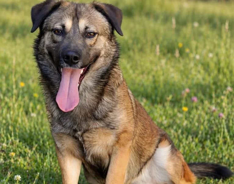 Roki, male Mixed Breed for adoption at Hund sucht Hütte
