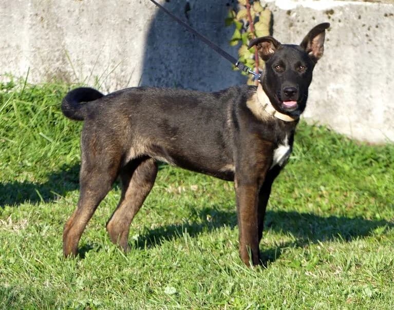 Olivia, female puppy Mixed Breed for adoption at Hund sucht Hütte