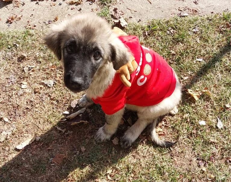 Charlotta, female puppy Mixed Breed for adoption at Hund sucht Hütte