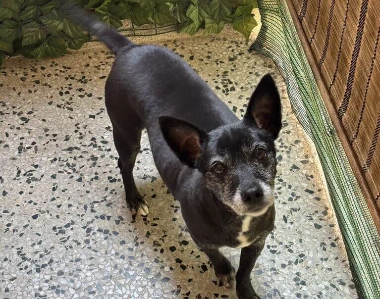 Lola, female 6yo Mixed Breed for adoption at Hund sucht Hütte