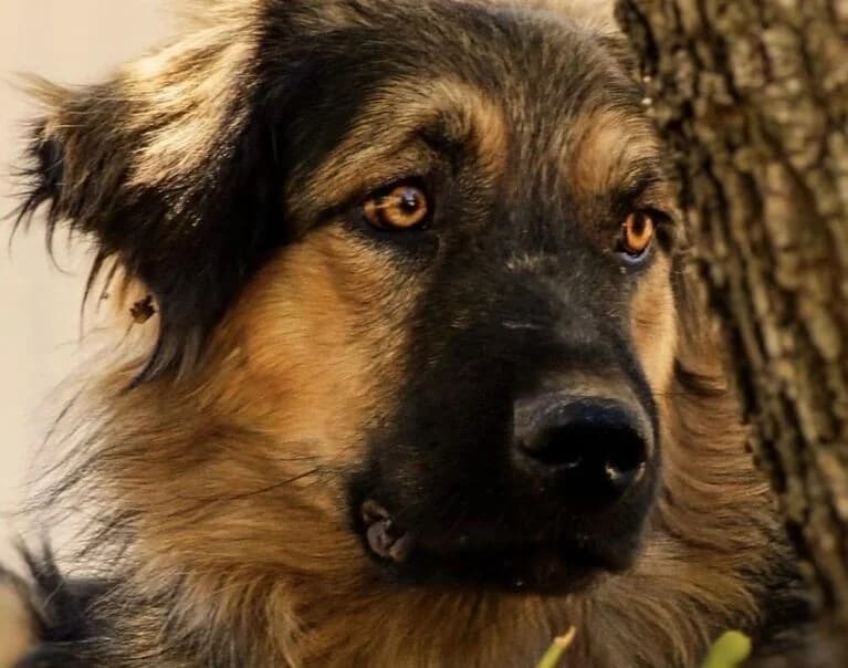 Ozzy, male puppy Mixed Breed for adoption at Hund sucht Hütte