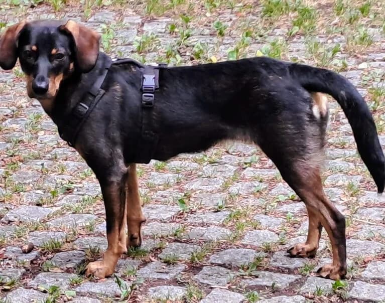 Lou, female Mixed Breed for adoption at Hund sucht Hütte