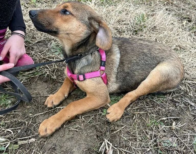 Koni, young Mixed Breed for adoption at Hund sucht Hütte