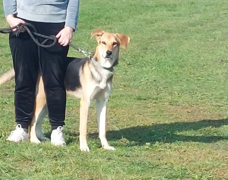 Dinko, 5yo Mixed Breed for adoption at Hund sucht Hütte