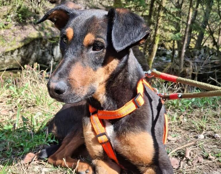 Erick, young Mixed Breed for adoption at Hund sucht Hütte